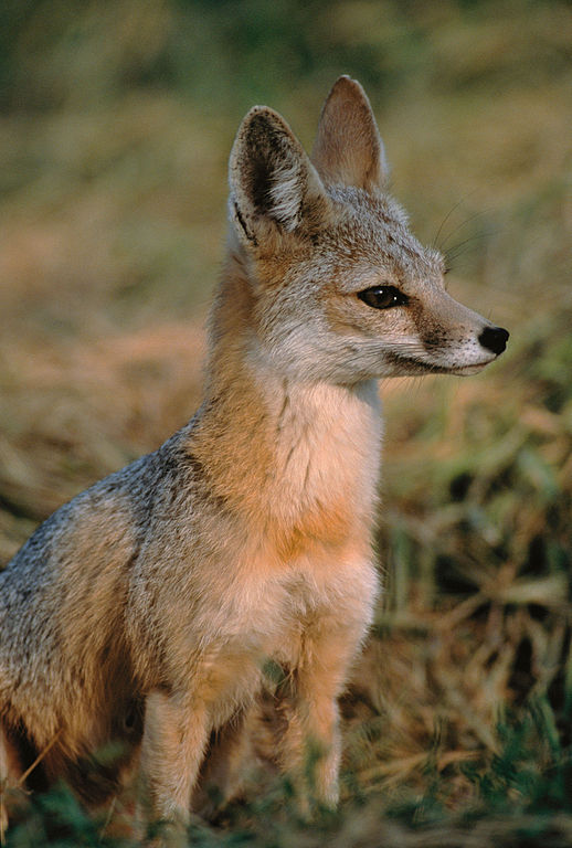 The Unlikely Refuge for the West’s Most Adorable and Endangered Fox